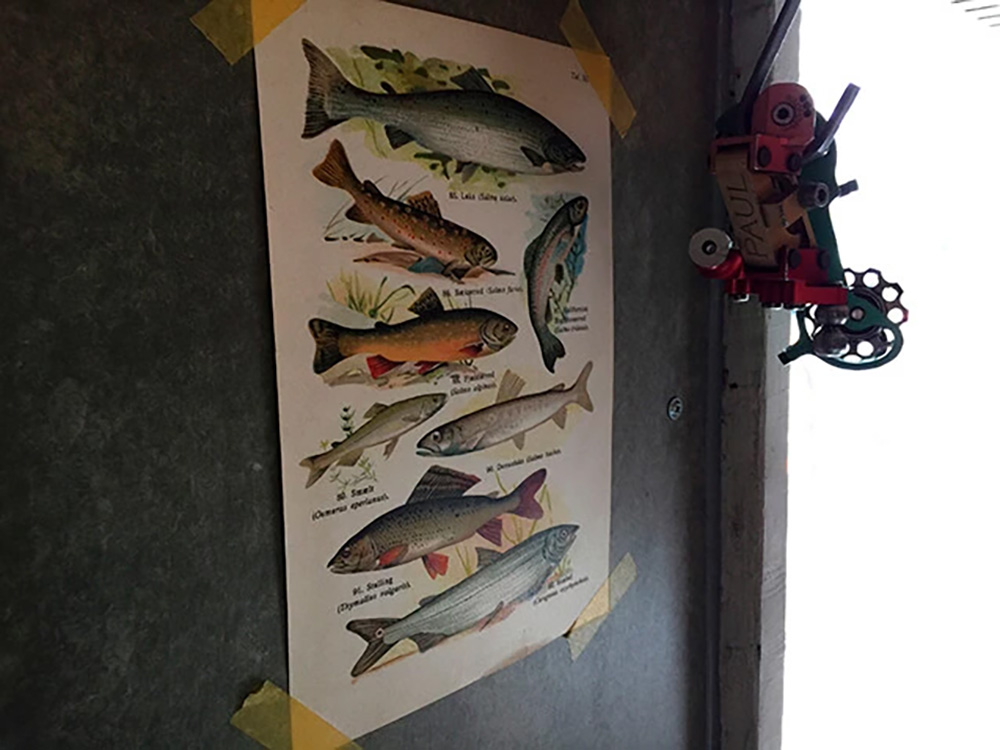 「サーモン&トラウト」の壁や棚を魚グッズが彩る。