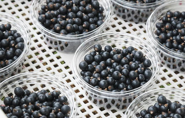 Black Currants
