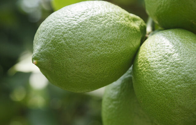 HOTHOUSE LEMONS