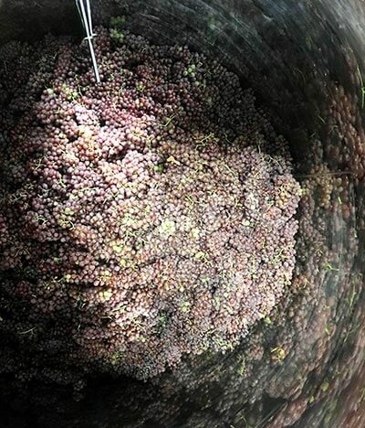 発酵のお話