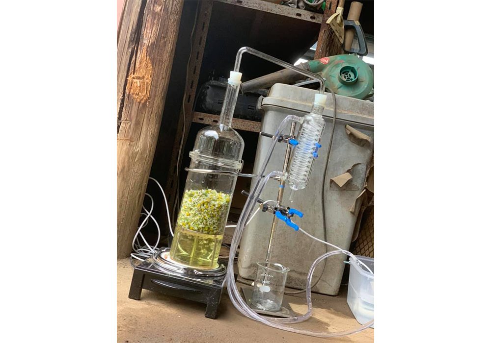 (2021年6月鹿山さんのFacebookより)DIYの蒸溜機でカモミール芳香水の自由研究。①ハーブティーを作ってから蒸溜、②液体とカモミール浸漬で蒸溜、③水蒸気蒸溜と3つの手法で味わいの違いを比べる。