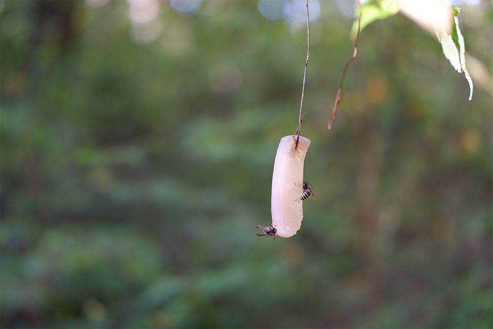 イカにとまっている「スガレ」(シダクロスズメバチ)。その場では食べず、子育てのためすべて巣へ持ち帰るのだとか。