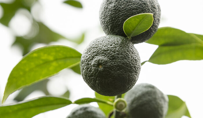 Japanese Ingredients for the World’s Top Kitchens ＃12<br />
GREEN HOTHOUSE YUZU