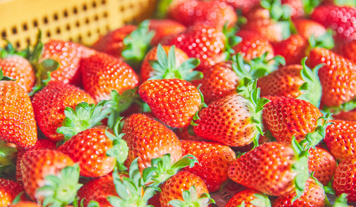 イチゴらしさ溢れる豊かな果実味「いばらキッス」
