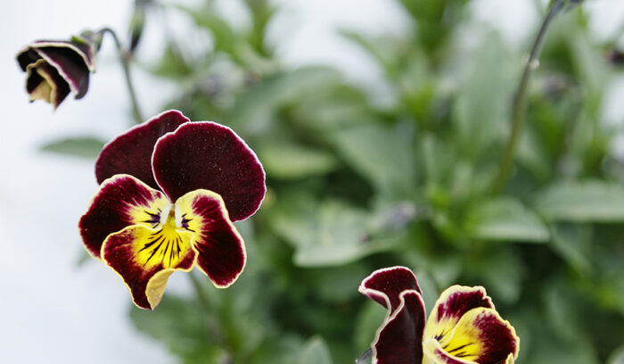 EDIBLE FLOWERS<br />
Blooms to Enjoy with All the Senses