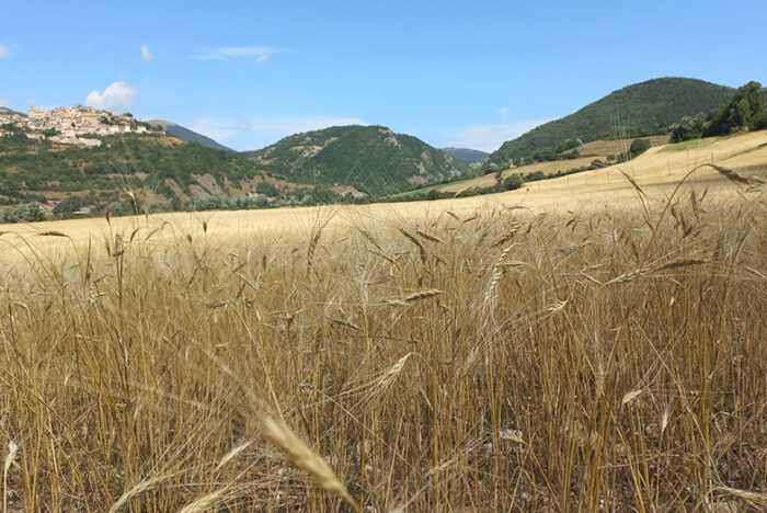 È giunto il momento di rivalorizzare il Farro”,un cereale salvavita.