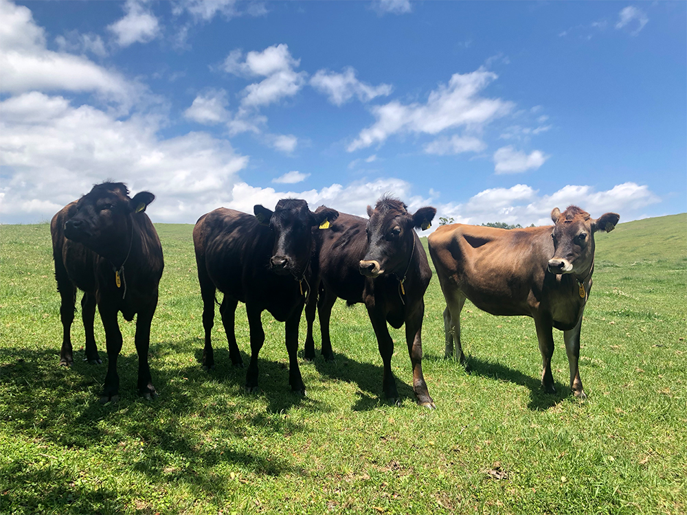 東北農研と取り組む飼料でジャージー牛やジャー黒(ジャージー×黒毛)を飼養する試みが進む。牛舎飼育のみならず放牧も組み合わせて、地域性を打ち出す。