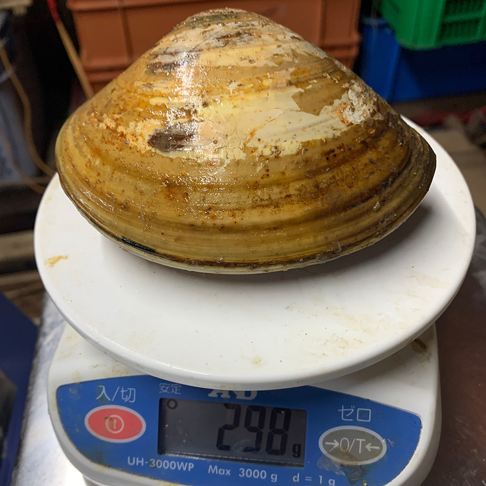 長径12cm、重さが298gにもなる巨大ハマグリ