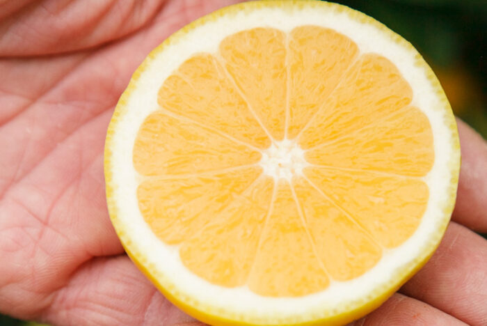 KONATSU (Citrus tamurana)