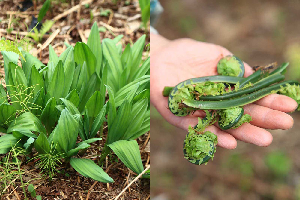 (写真左)行者ニンニク:一見、観賞植物のようだが、調理すると繊細で優しい味わい。(写真右)コゴミ:栄村のあちこちに群生している。クセのない親しみやすいおいしさ。