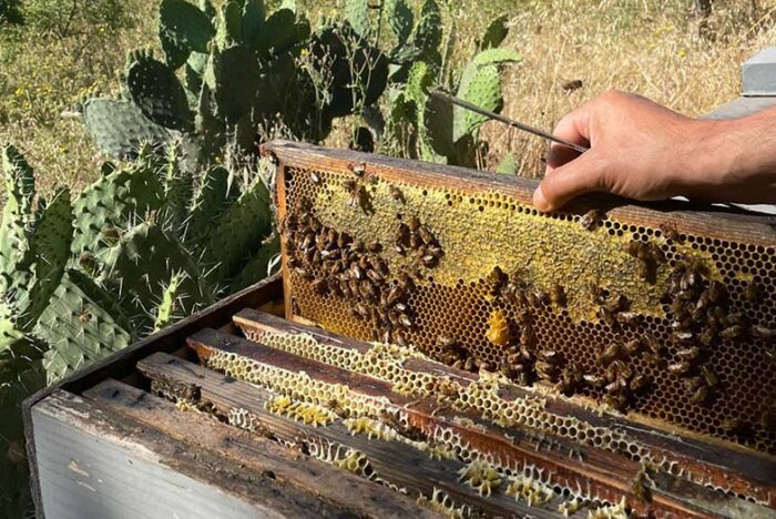Nato nella famiglia di apicoltori più antica della Sardegna, produce mieli monoflorali da piante selvatiche. 