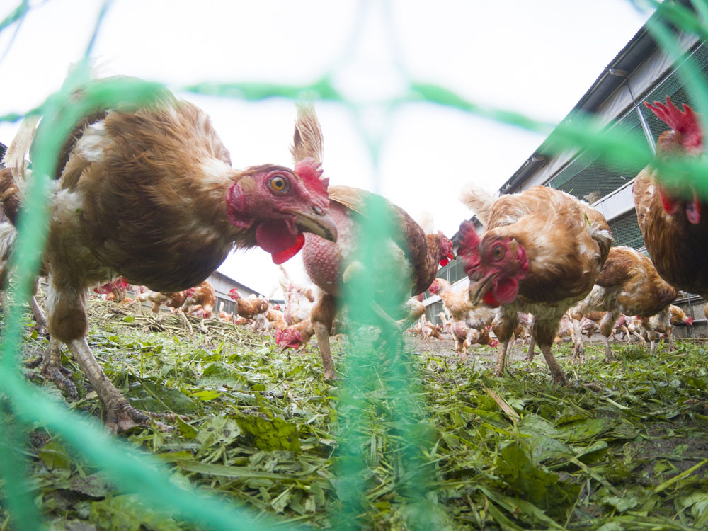 畑で収穫された規格外の野菜や場内で刈り取った雑草が、鶏たちのご馳走に。