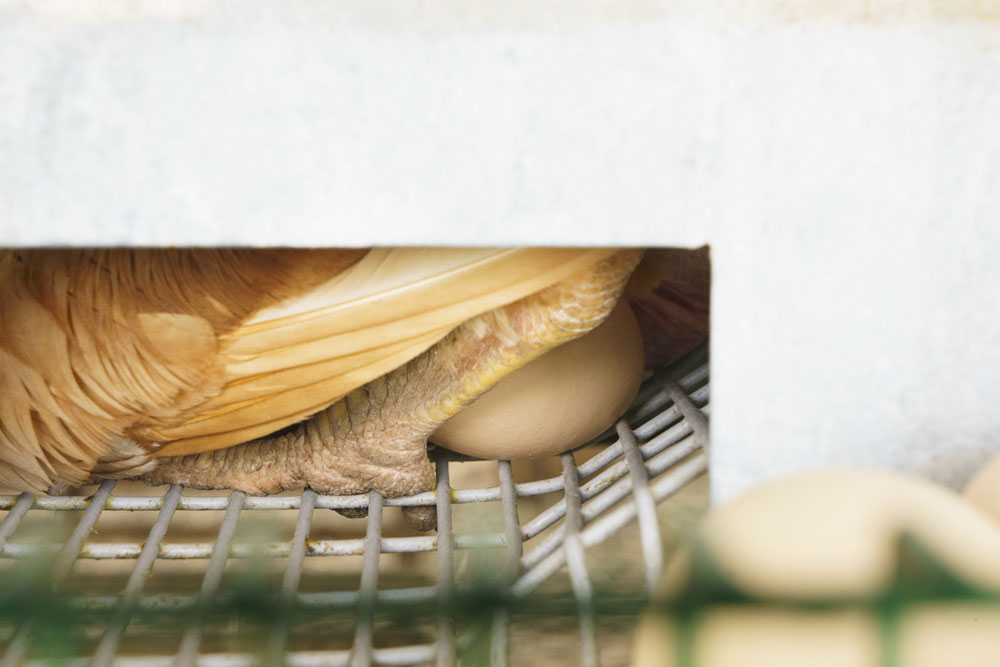 鶏舎の中に入ると臭いがまったくしないことに驚きます。目の前で、今まさに産卵中!