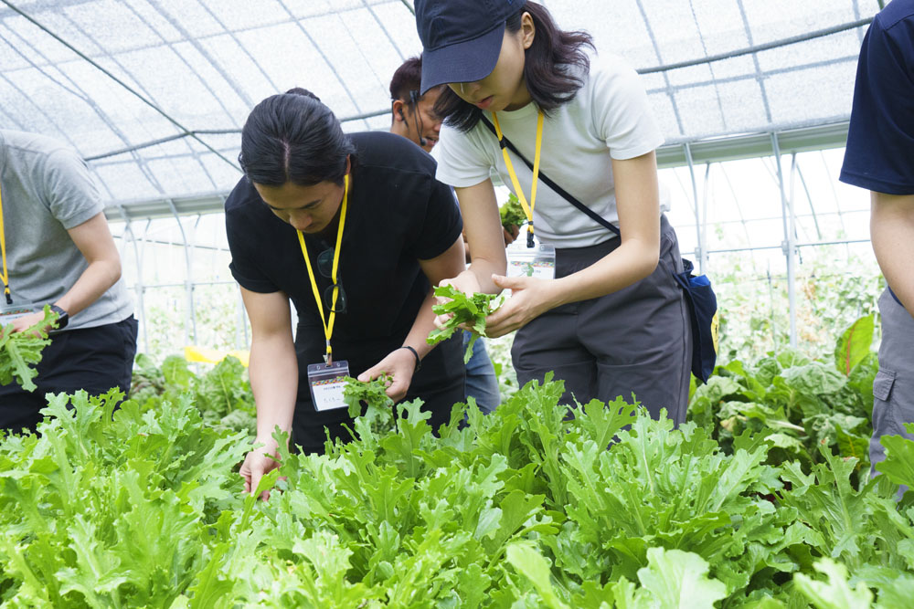 帰り道に咲いていたフェイジョアの花びらをつまみ食い。肉厚で芳しい香りが口中に広がります。
