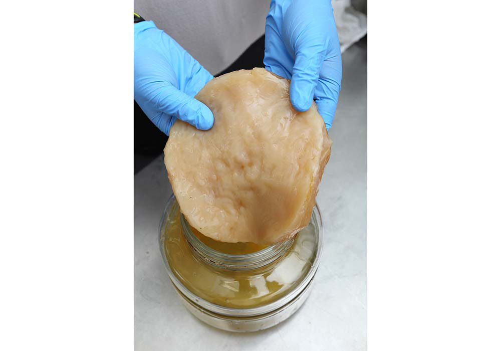 コンブチャの瓶の中に浮かぶ「スコビー」と呼ばれるゲル状の物質は、酢酸菌が合成するセルロース(食物繊維)でできている。これ自体が菌の塊なのではなく、発酵過程で発生する副産物。容器に溜まってきたら取り除こう。