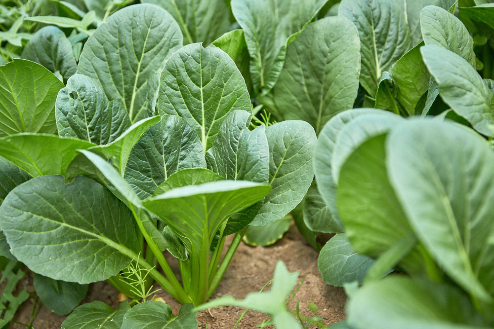 びっしり植わる小松菜の脇にはプルピエ(スベリヒユ)がたくさん自生。「うちでは困った雑草扱いですが、料理に使う方がいたらいくらでも送りますよ」と大橋さん。