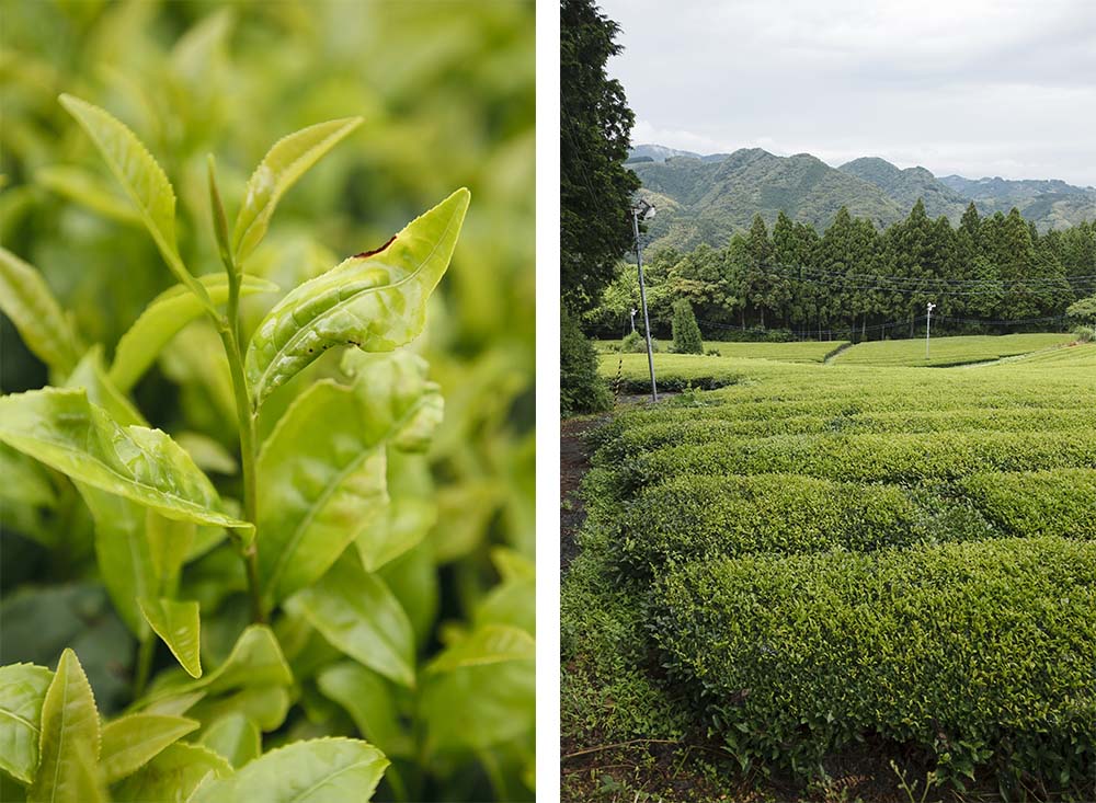 益虫が茶葉を傷つけ、紅茶の香りの素が生まれる。新茶の茶摘みの頃は気温がまだ低いため害虫はつきにくいが、二番茶を摘む6月半ば頃は気温が高くなり、ウンカと呼ばれる益虫が発生する。これが茶葉に傷を付け、茶葉は再生しようと必死に酵素を出すため、発酵茶の素晴らしい風味が生まれる。