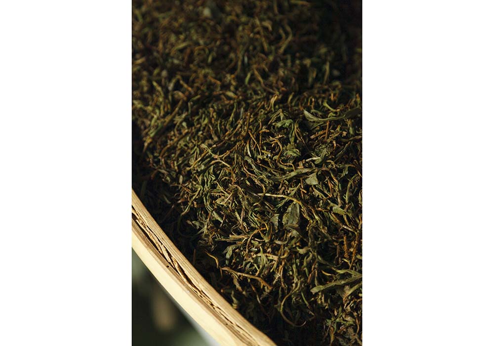 揉捻が終わった茶葉は緑色だが、1時間半ほどの発酵を経ると赤褐色を帯びる。