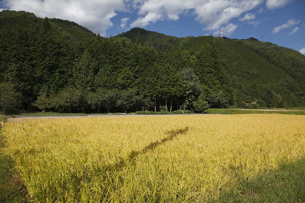 山深い下呂では収穫の頃を迎える9月下旬~10月上旬、深い緑と黄色い田んぼの見事なコントラストが美しい景観を作る。