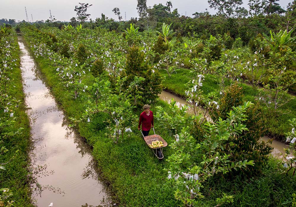 (写真)近年の気候変動はメコンデルタでも深刻であり、温暖化により水面が毎年上昇している。ボワザン氏は気候変動問題にも積極的に取り組み、加工後の廃棄物で有機肥料も作っている。現在は20万本の果樹を栽培するが、さらに植樹を倍増させ8000トンのCO2除去を目指す。