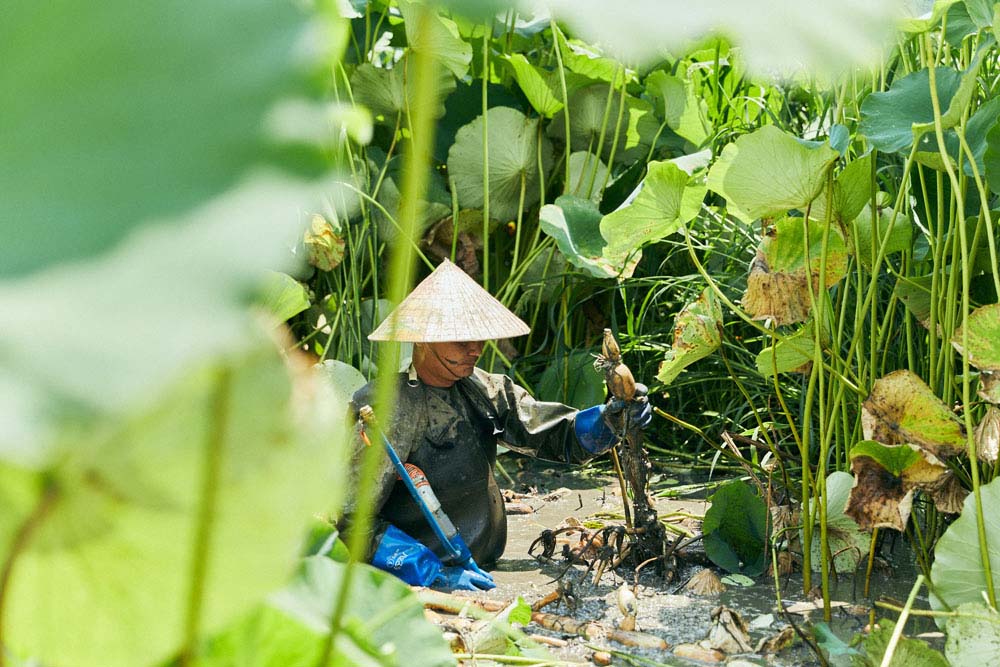 真夏の茨城食材を巡る。10軒のシェフと目利きに、いま、産地が教えてくれること。（茨城県様） ＜施策内容＞視察ツアー、メディアタイアップ、レストランフェア、インスタライブ