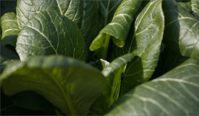 ORGANIC KOMATSUNA