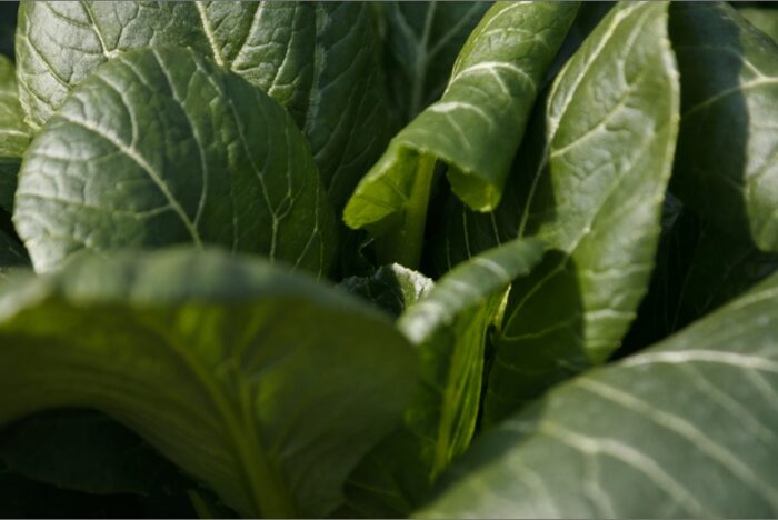 ORGANIC KOMATSUNA