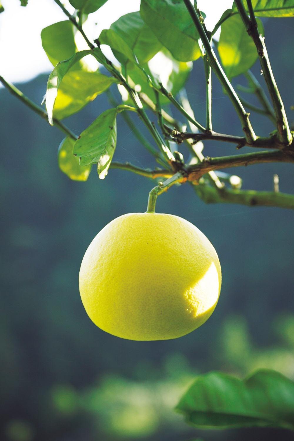 TOSA BUNTAN POMELOS