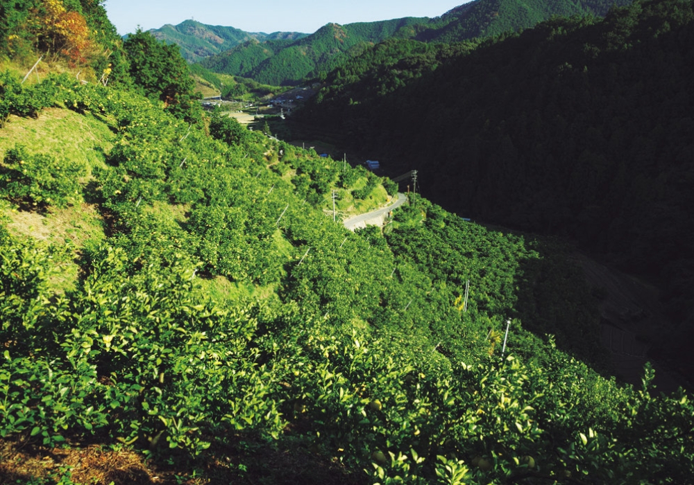 A bird' s-eye view shows only leaf cover, while underneath, each tree is fully laden with fruit.