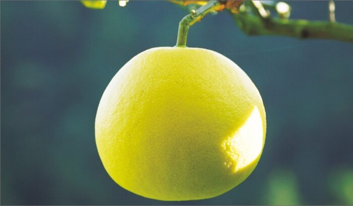 TOSA BUNTAN POMELOS