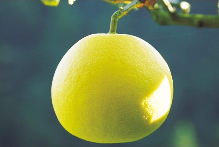 TOSA BUNTAN POMELOS