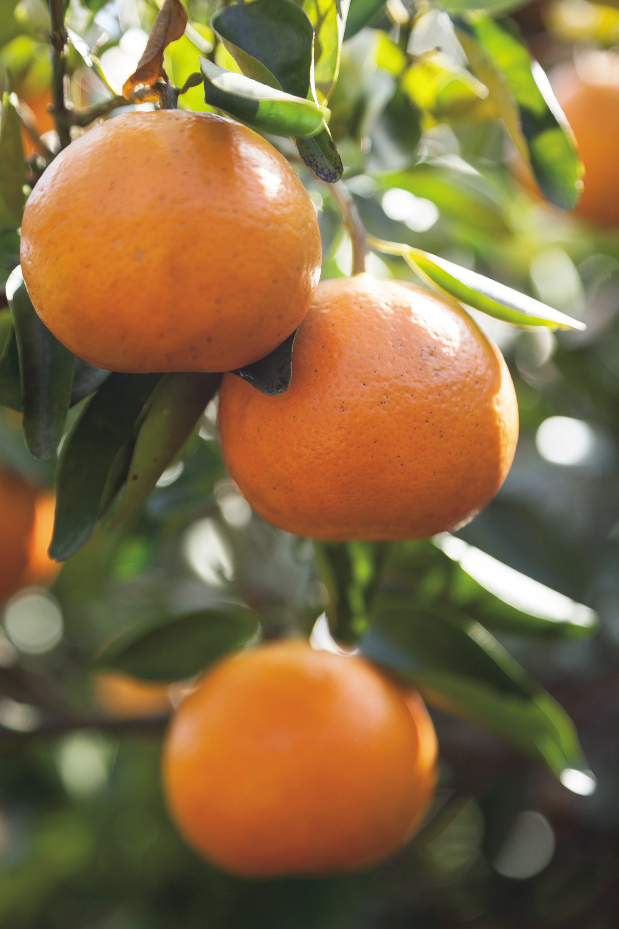 A Health Drink Rich in Biof lavonoids SEMINOLE CITRUS