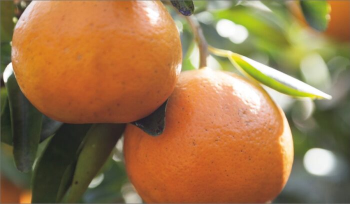 A Health Drink Rich in Biof lavonoids<br />
SEMINOLE CITRUS