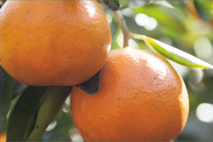 A Health Drink Rich in Biof lavonoids<br />
SEMINOLE CITRUS