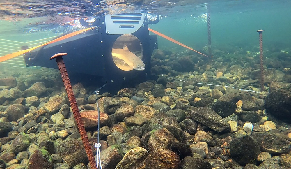 AIを使って、逃亡した養殖サーモンを追え!