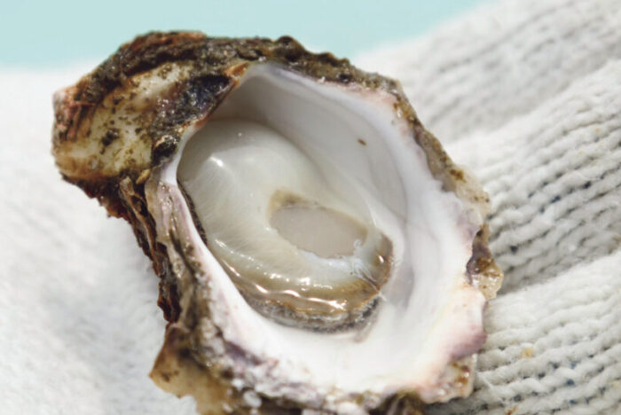 A New Taste in Gastronomy<br />
VIRGIN OYSTERS