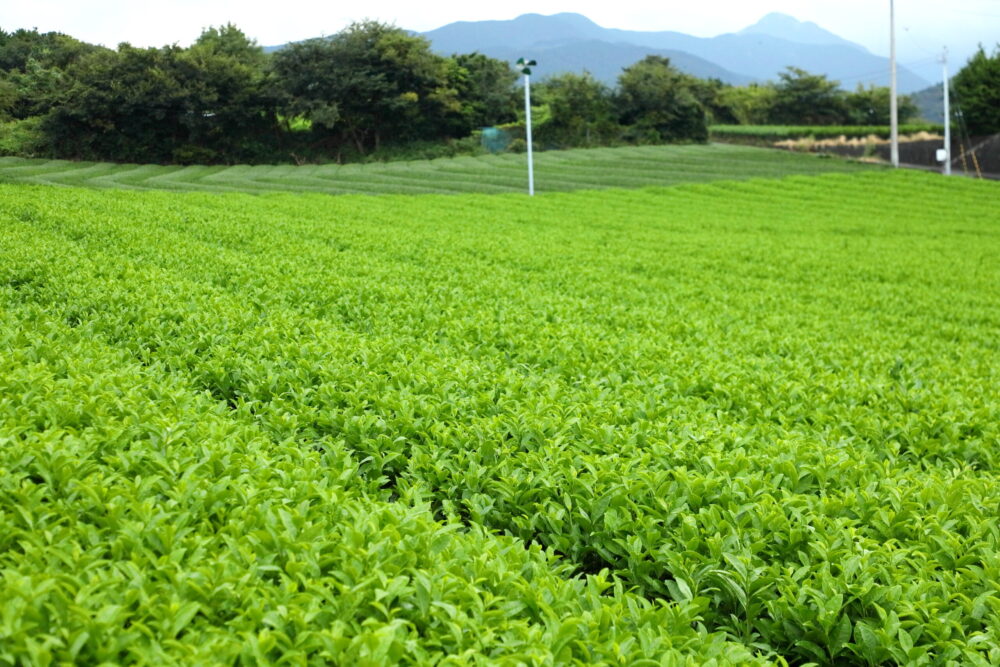富士のほうじ茶ブランド「凛茶」で使う一番茶の収穫時期は4~5月。その後、二番茶、三番茶と収穫され、最後の9月下旬から10月中旬にかけてはサプリメントやペットボトルで使用される秋冬番茶(しゅうとうばんちゃ)の収穫となる。