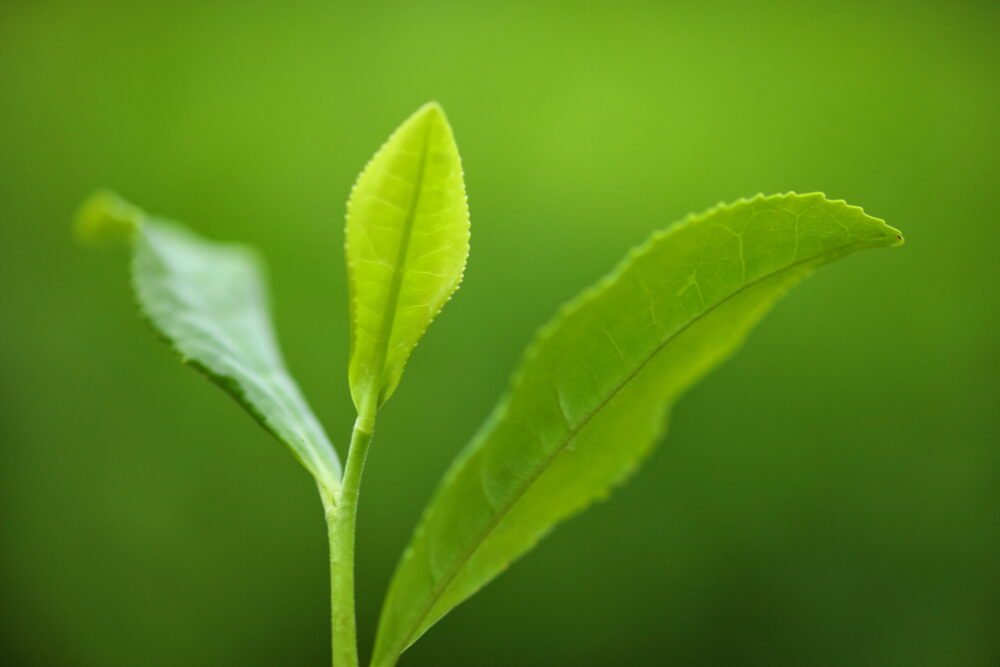 「凛茶」に使われるのは、静岡では「みるい」と言われるやわらかな茎の部分(写真は実際に凛茶には使われない秋冬番茶)