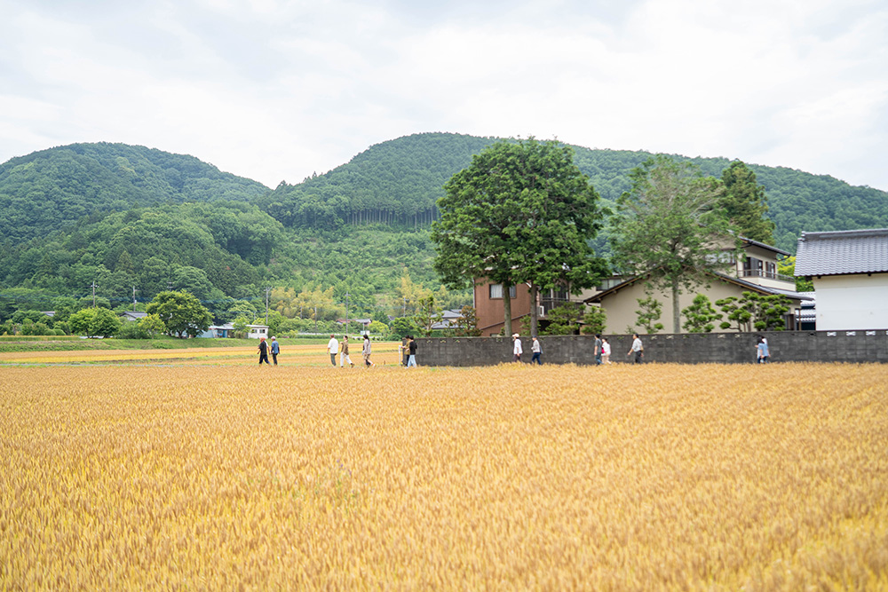 収穫シーズンを迎えると、こんな光景に。実った小麦が黄金色の輝きを放って美しい。写真提供:新麦コレクション