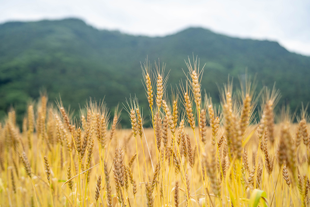 小麦は人類にとって食の基盤となる植物。国や民族を超えて品種の特性を共有することになる。農林61号に潜む様々な性質が他国で引き出されていく可能性もある。写真提供:新麦コレクション