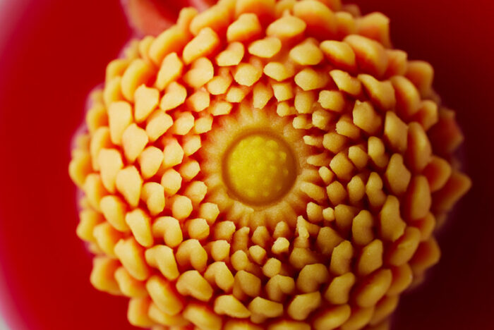 世界に共有したい日本発の食のリスト「EARTH FOODS 25」を多文化シェフはどう料理する？