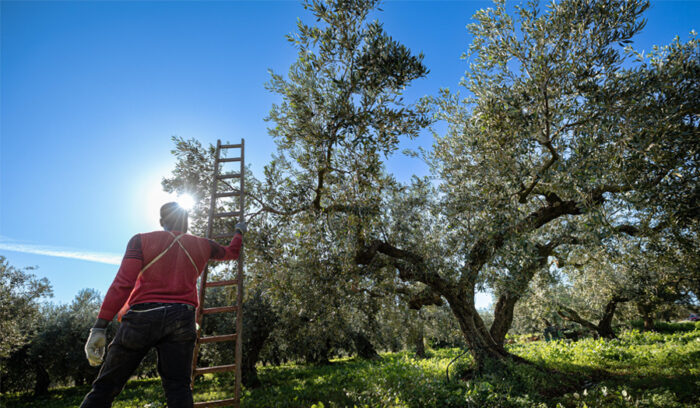 Un olio d’oliva da provare per sentire “qualcosa di sicuro”