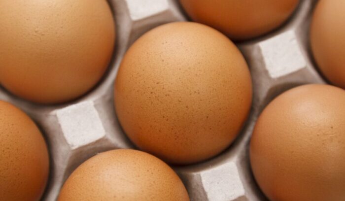 Healthy Birds, Delicious Eggs<br />
ORGANIC EGGS