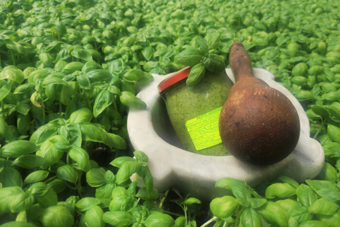 Un mare di basilico freschissimo esalta il profumo del miglior Pesto Genovese.