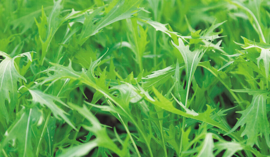 生命力に溢れる自然農法の野菜「有機野菜&大豆」