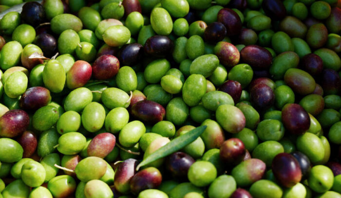 個性か世界基準か。新・“ジャパニーズオリーブオイル”の味を探して。