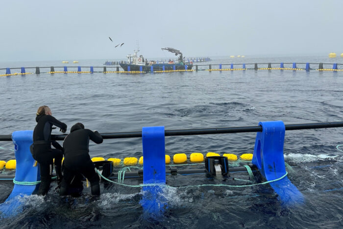 マグロで“バスクブランド”確立なるか。ゲタリア沖でマグロの蓄養実験開始
