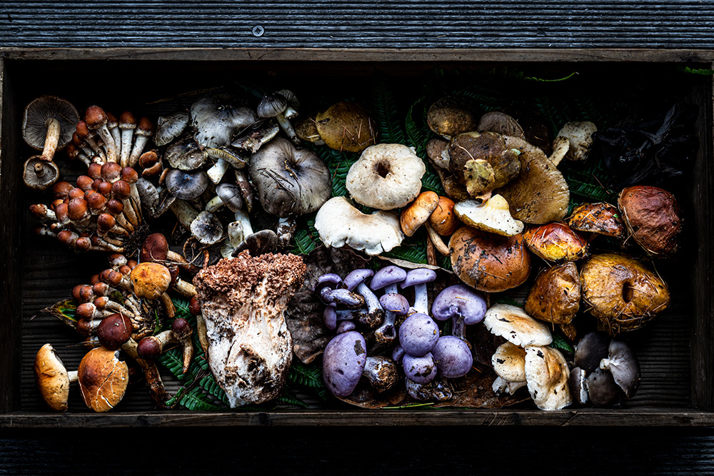 収穫したキノコ