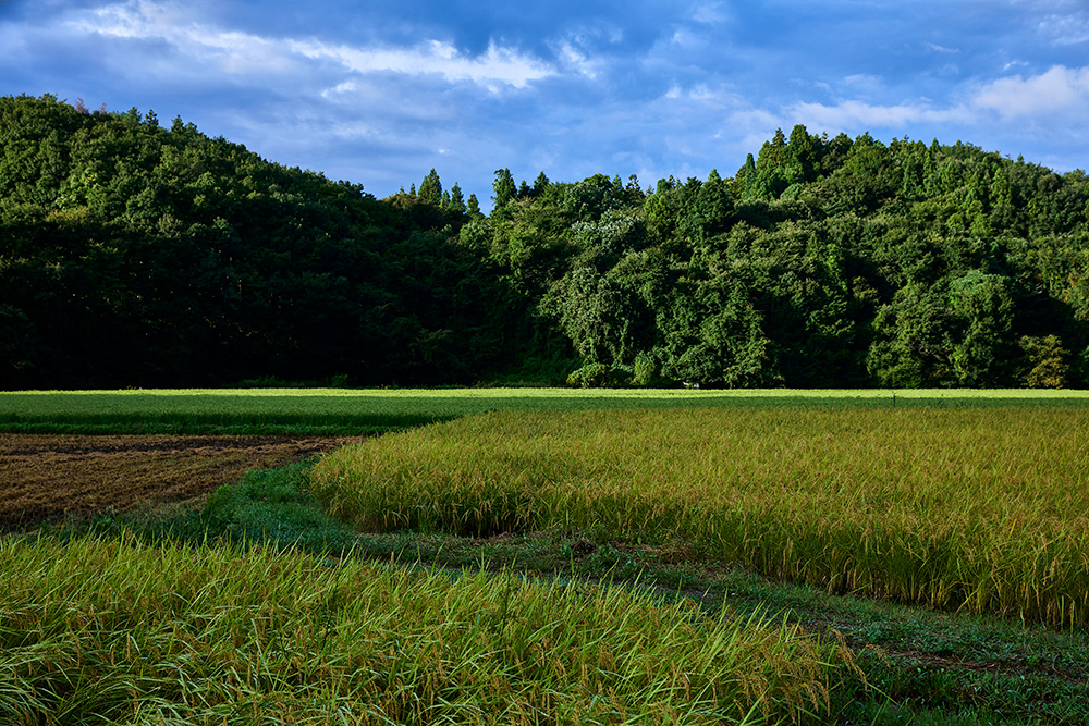森に囲まれた田んぼを取り巻くように水路がめぐる