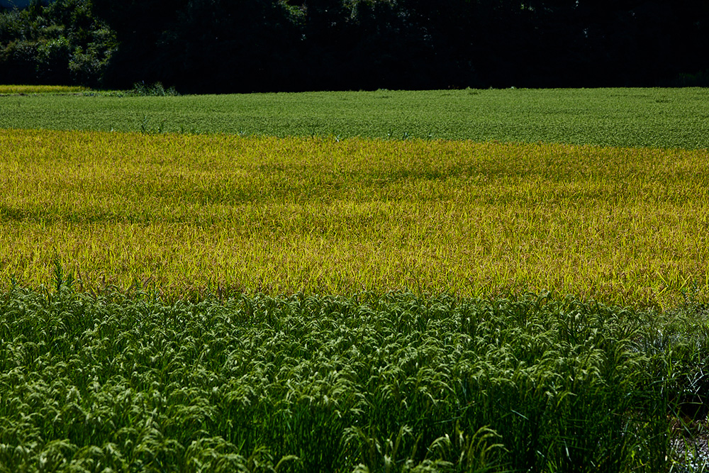 田んぼによって稲穂の色が違う
